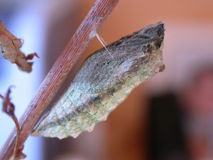 Swallowtail Chrysalid