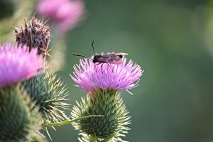 Insect on Thistle Flower