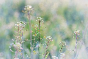 Meadow Flowers